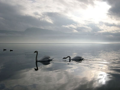 swans on Lake Zurich
